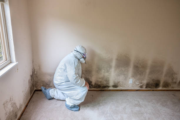 Best Water Damage & Mold Remediation  in Ellington, MO